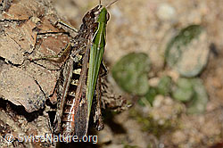 Brauner Grashüpfer (Chorthippus brunneus) (C315046)