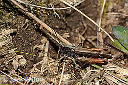 Brauner Grashüpfer (Chorthippus brunneus) (C315073)