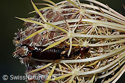Gemeiner Ohrwurm (Forficula auricularia) auf Wilder Möhre (Daucus carota ssp. carota) (C315381)