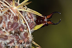 Gemeiner Ohrwurm (Forficula auricularia) auf Wilder Möhre (Daucus carota ssp. carota) (C315383)