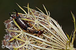 Gemeiner Ohrwurm (Forficula auricularia) auf Wilder Möhre (Daucus carota ssp. carota)