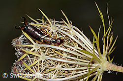 Gemeiner Ohrwurm (Forficula auricularia) auf Wilder Möhre (Daucus carota ssp. carota) (C315493)