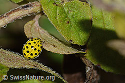 Foto: Zweiundzwanzigpunkt-Marienkäfer (Psyllobora vigintiduopunctata)