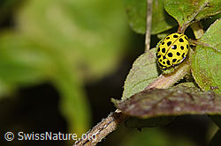 Foto: Zweiundzwanzigpunkt-Marienkäfer (Psyllobora vigintiduopunctata)