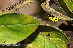 Foto: Zweiundzwanzigpunkt-Marienkäfer (Psyllobora vigintiduopunctata)