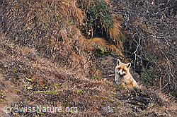 Vulpes vulpes (29.10.2024, C316943)