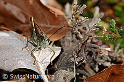 Brauner Grashüpfer (Chorthippus brunneus) (C318439)