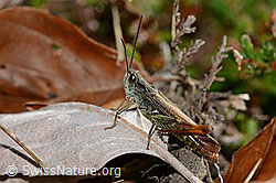 Brauner Grashüpfer (Chorthippus brunneus) (C318443)
