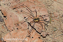 Foto: Gemeiner Gebirgsweberknecht (Mitopus morio)