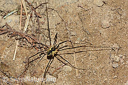 Gemeiner Gebirgsweberknecht (Mitopus morio) (08.11.2024, C318460)