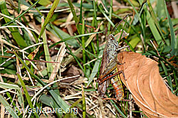 Nachtigall-Grashüpfer (Chorthippus biguttulus) (C318461)
