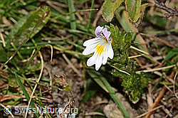 Gebräuchlicher Augentrost (Euphrasia rostkoviana) (C318463)