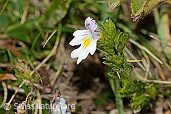 Gebräuchlicher Augentrost (Euphrasia rostkoviana) (C318465)