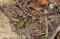 Feld-Sandlaufkäfer (Cicindela campestris) (C318501)