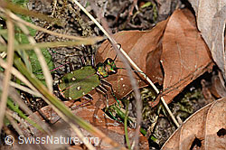Feld-Sandlaufkäfer (Cicindela campestris) (08.11.2024, C318502)