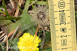 C318505: Langhaariges Habichtskraut (Hieracium pilosella)