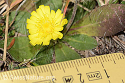 C318507: Langhaariges Habichtskraut (Hieracium pilosella)