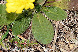 C318508: Langhaariges Habichtskraut (Hieracium pilosella)