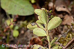 Preiselbeere (Vaccinium vitis-idaea) (08.11.2024, C318537)