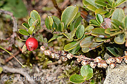 Preiselbeere (Vaccinium vitis-idaea) (08.11.2024, C318539)
