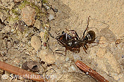 Grauschwarze Sklavenameise (Formica fusca) (C318542) Grauschwarze Sklavenameise (Formica fusca) (C318542)