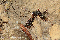 Grauschwarze Sklavenameise (Formica fusca) (C318545) Grauschwarze Sklavenameise (Formica fusca) (C318545)