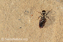Grauschwarze Sklavenameise (Formica fusca) (C318551) Grauschwarze Sklavenameise (Formica fusca) (C318551)