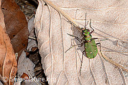 Feld-Sandlaufkäfer (Cicindela campestris) (C318578)