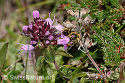 C318581: Rotbeinige Furchenbiene (Halictus rubicundus) an Arznei-Thymian (Thymus pulegioides)