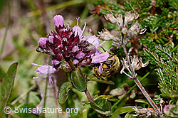 C318582: Rotbeinige Furchenbiene (Halictus rubicundus) an Arznei-Thymian (Thymus pulegioides)