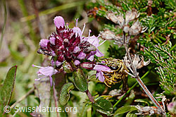 C318584: Rotbeinige Furchenbiene (Halictus rubicundus) an Arznei-Thymian (Thymus pulegioides)