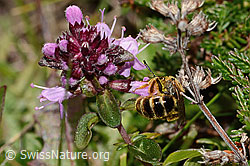 C318585: Rotbeinige Furchenbiene (Halictus rubicundus) an Arznei-Thymian (Thymus pulegioides)