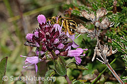 C318588: Rotbeinige Furchenbiene (Halictus rubicundus) an Arznei-Thymian (Thymus pulegioides)