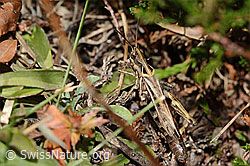 Nachtigall-Grashüpfer (Chorthippus biguttulus) (C318591)