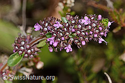 Arznei-Thymian (Thymus pulegioides) (C318612)