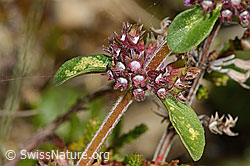 Arznei-Thymian (Thymus pulegioides) (C318613)