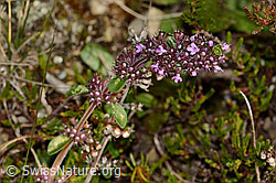 Arznei-Thymian (Thymus pulegioides) (C318614)