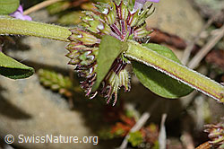 Arznei-Thymian (Thymus pulegioides) (C318616)
