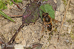 Eristalis tenax (C318621)