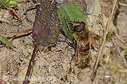 Eristalis tenax (C318623)