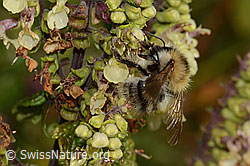 Ackerhummel (Bombus pascuorum)<br/>Salbeiblättriger Gamander (Teucrium scorodonia)