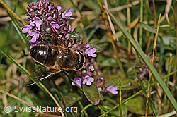 Garten-Keilfleckschwebfliege (Eristalis horticola) an Arznei-Thymian (Thymus pulegioides) (C318629)