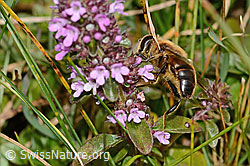 Garten-Keilfleckschwebfliege (Eristalis horticola) an Arznei-Thymian (Thymus pulegioides) (C318631)
