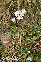 Achillea millefolium (C318640)