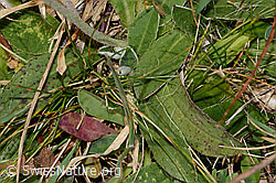 Hieracium pilosella (C318650)