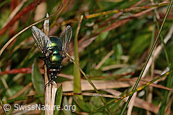 Foto: Neomyia cornicina (Fliege)