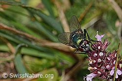 Neomyia cornicina (Fliege) auf Arznei-Thymian (Thymus pulegioides) (C318666)