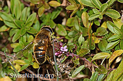 Mistbiene (Eristalis tenax) auf Arznei-Thymian (Thymus pulegioides) (C318671)