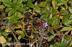 Mistbiene (Eristalis tenax) auf Arznei-Thymian (Thymus pulegioides) (C318672)
