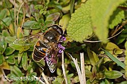 Mistbiene (Eristalis tenax) auf Arznei-Thymian (Thymus pulegioides) (C318674)